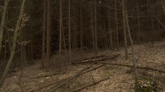Empty woods and bare trees of Hoia Baciu forest near Transylvania. Peaceful outdoor scene. Forward motion.