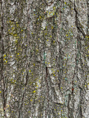 Old wood tree bark that covered with lichen, texture background.