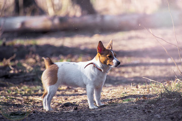 Fototapeta premium Jack Russel Parson Dog Run Toward The Camera Low Angle High Speed Shot