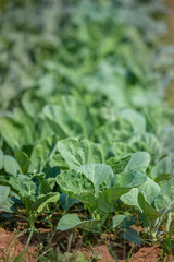 Kale vegetable in the field , Thailand.