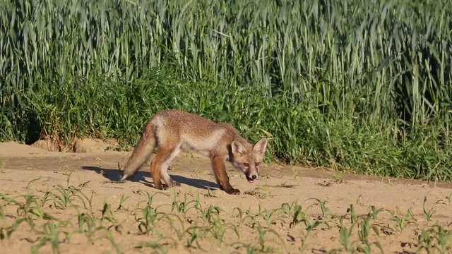 wildlife and wild animals, young red fox in a meadow