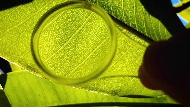 Closeup magnification on large green transparent leaf, exploring the veins pattern on vivid floral surface. Hand with small magnifying glass.