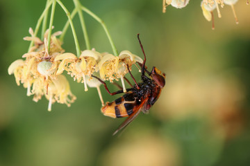 Close up of Hornet Mimic Hoverfly in tree