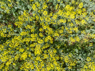 Top view of rapeseed flowers