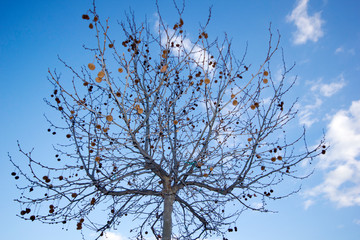 plane tree with seeds and blue sky