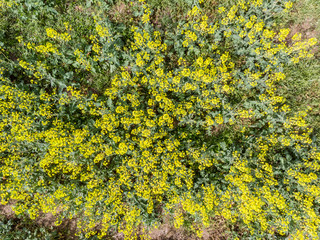 Top view of rapeseed flowers