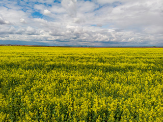 Obraz premium Signs on rapeseed field. Aliens concept.