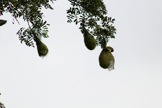 Baya Weaver in the Wild 