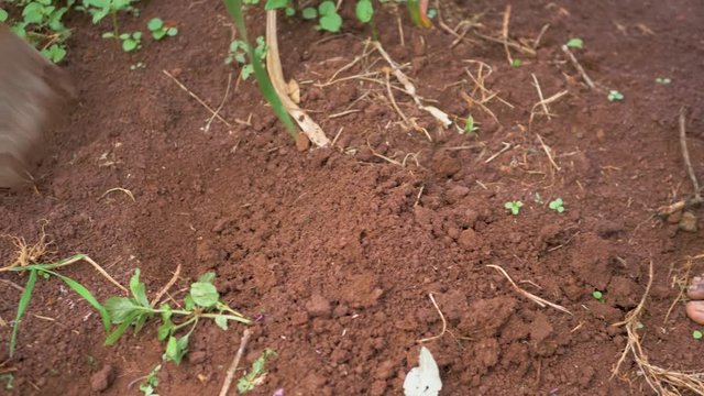 A close shot of an African womans bare feet while standing in the dirt while digging with a hoe in the soil of rural Africa.