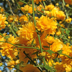 Kerria japonica