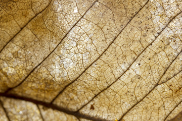 veins of dried leaf, autumn