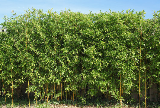 feuille en bambou