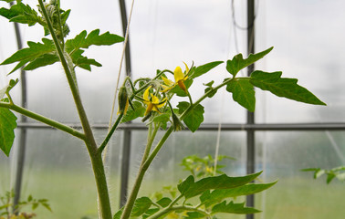 Bright yellow flowers of tomatoes