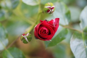 close up of a  fresh red rose in the garden