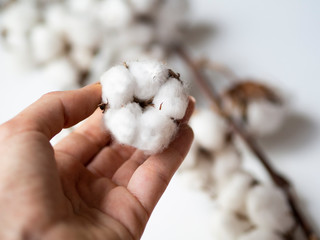 Woman's hand holding a fluffy cotton flower