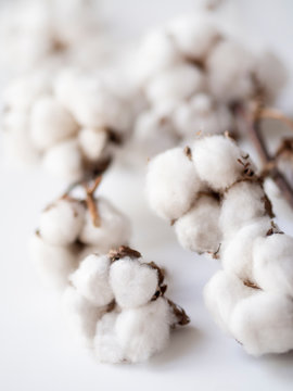 Beautiful cotton branch on white background, defocused second plan