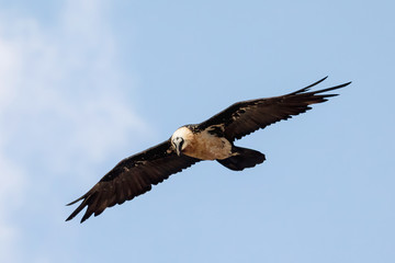 Bearded Vulture, Gypaetus barbatus flying over Semien or Simien mountains Ethiopia, Ethiopian wildlife, Africa