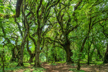 Fototapeta premium Harenna Forest, located in a highland region of the Bale Mountains. One of the few remaining natural forests in the country. Oromia Region, Ethiopia wilderness