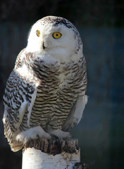 Portrait of an snow owl, macro