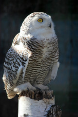 Portrait of an snow owl, macro