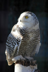 Portrait of an snow owl, macro