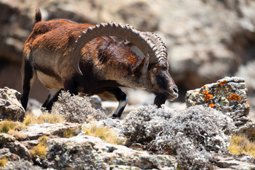 Very rare Walia ibex, Capra walia, one of the rarest ibex in world. Only about 500 individuals survived in Simien Mountains National park in Northern Ethiopia, Africa - obrazy, fototapety, plakaty