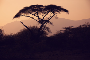 Fototapeta na wymiar Acacia tree silhouette in african sunset, Awash national part, central Ethiopia, Afar Region, Africa