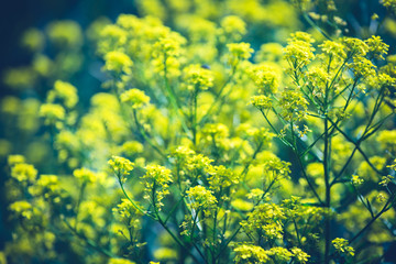 Close up of colza yellow flowers with blurry background. Summer sunny day. Copy space.