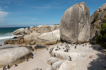 rocks  sea and penguins