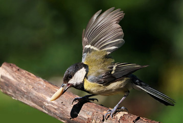 Eine Kohlmeise mit Nuss beim Abflug