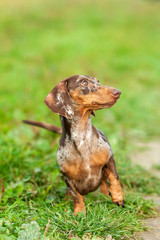 Red harlequin dachshund is standing in a natural envirnoment, fall colors