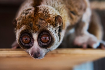 The beautiful Slow Loris. The slow loris is now among the world top 25 most endangered primates its...