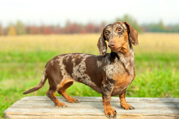 Red harlequin dachshund is standing in a natural envirnoment, fall colors