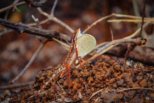 Sitana, collectively known as the fan-throated lizards showing his fan Throat