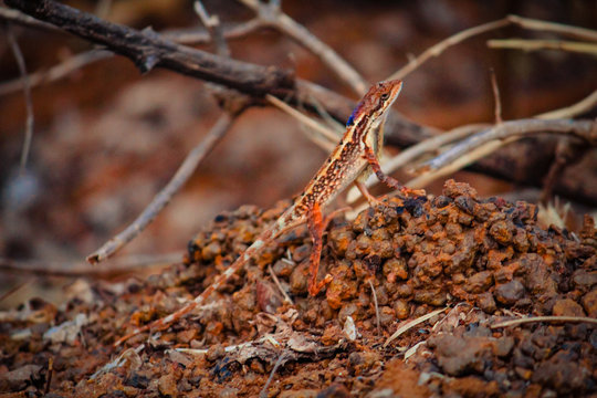Sitana is a genus of lizards, collectively known as the fan-throated lizards, from the family Agamidae. They are found in Nepal, India, Sri Lanka and Pakistan.