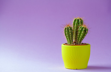 Succulent Plant in a little pot - isolated on violet