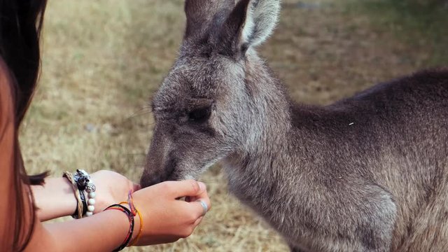 Close up on adorable grey kangaroo eating food from girl hands.