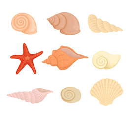 Summer concept with seashells and seaweed, vector illustration.