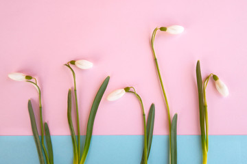 Snowdrop flowers laid out on a pink and blue background. Flat lay with a copy space. Spring minimal concept.