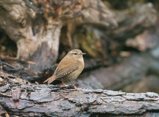 Wren on Fallen Tree in Woodland