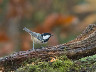 Coal Tit on Fallen Tree