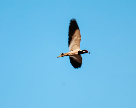 The red-wattled lapwing is an Asian lapwing or large plover, a wader in the family Charadriidae. Like other lapwings they are ground birds that are incapable of perching.