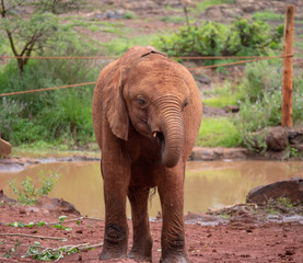 Elephant Orphanage in the Nairobi National Park, Kenya