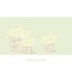 Bouquet of  daisies in a bucket. A bouquet of flowers in country style. Garden, white flowers. Bouquet chamomile in a zinc pot. 