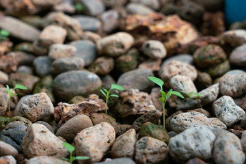 Slender amaranth grow in aquaponic system