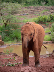 Elephant Orphanage in the Nairobi National Park, Kenya
