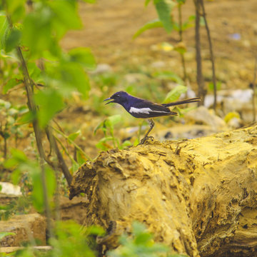 Oriental Magpie- Robin are distinctive black and white birds with a long tail that is held upright as they forage on the ground or perch conspicuously.
