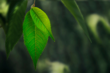 two green leaves on a branch