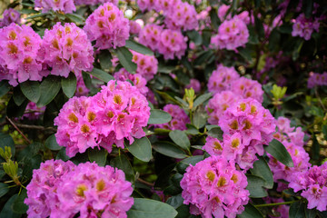 Pink Rhododendron flowers close up