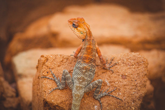 The oriental garden lizard, eastern garden lizard, bloodsucker or changeable lizard is an agamid lizard found widely distributed in indo-Malaya.